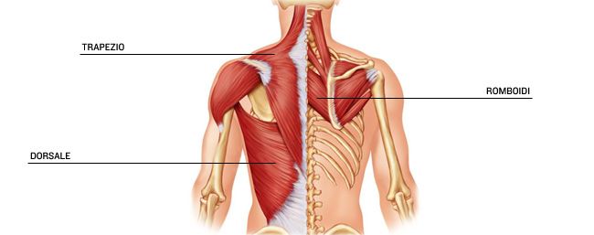 Contrattura del trapezio: come individuarla e come curarla